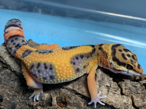 Gecko Ranch | Captive Bred Leopard Geckos for Sale | Eublepharis macularius