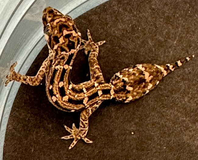 Gecko Ranch Captive Bred Micro Geckos for Sale Viper Geckos Vazimba